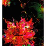 fullOM™ Limited Edition Prints - ":1449-Sc SV/067"