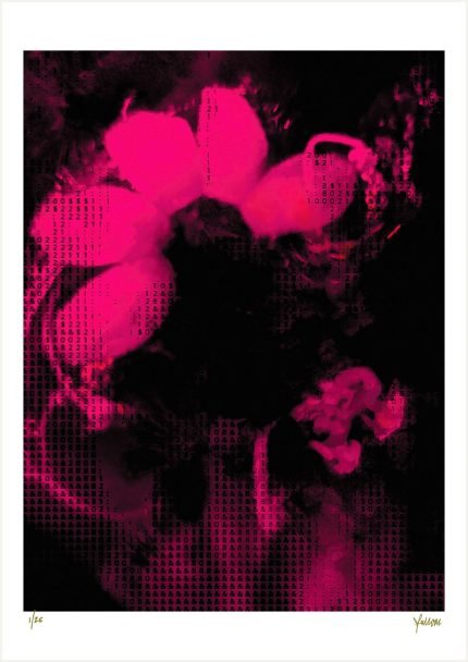 fullOM™ Limited Edition Prints - ":5685-Y VF/360 Pink"