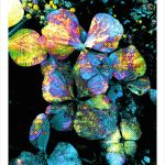 fullOM™ Limited Edition Prints - ":6369-Ca NG/393"