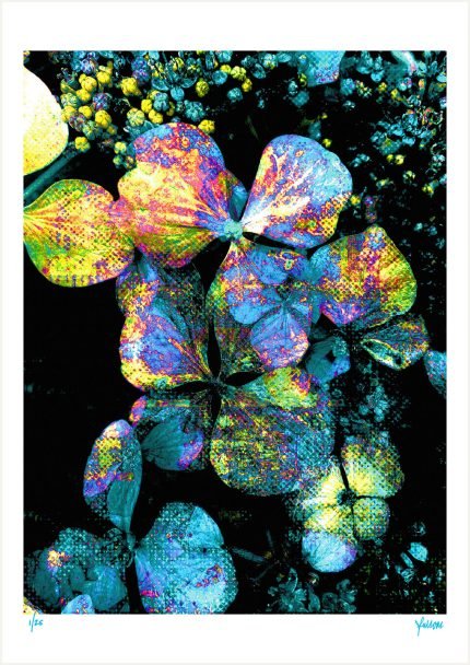 fullOM™ Limited Edition Prints - ":6369-Ca NG/393"