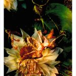 fullOM™ Limited Edition Prints - ":6714-C BX/806"