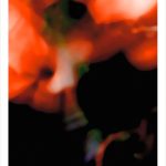 fullOM™ Limited Edition Prints - ":8803-Cs RG/845"